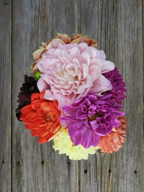 ASSORTED DAHLIA